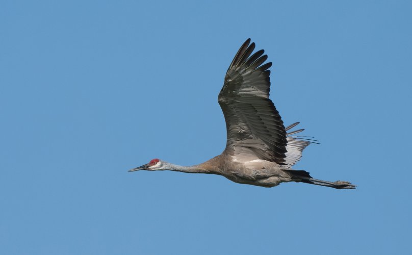 Went looking for Sandhill Cranes