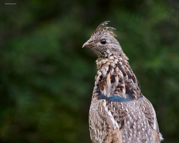 Ruffed Grouse Portrait