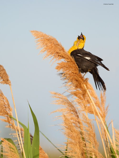 Yellow Headed Blackbirds in Utah