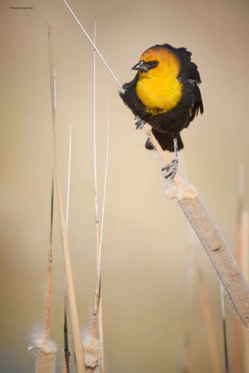 Yellow Headed Blackbirds in Utah