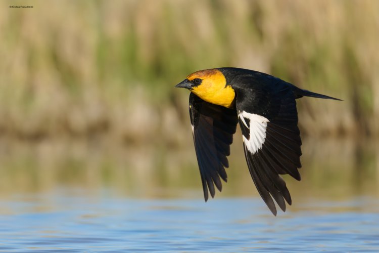 Yellow Headed Blackbirds in Utah