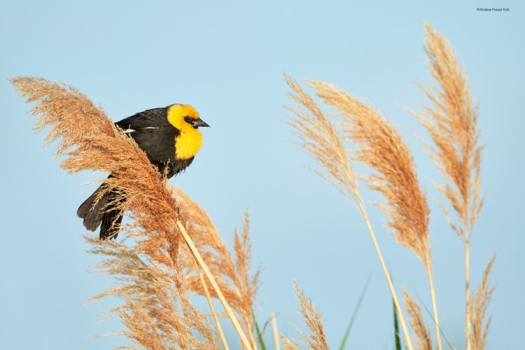 Yellow Headed Blackbirds in Utah