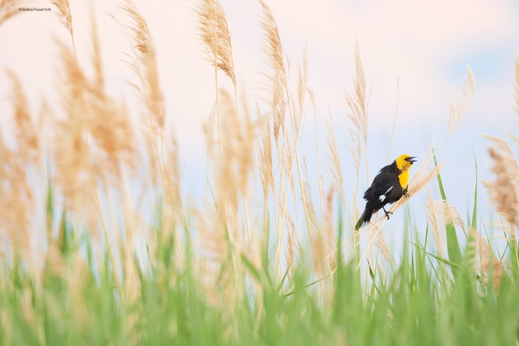 Yellow Headed Blackbirds in Utah