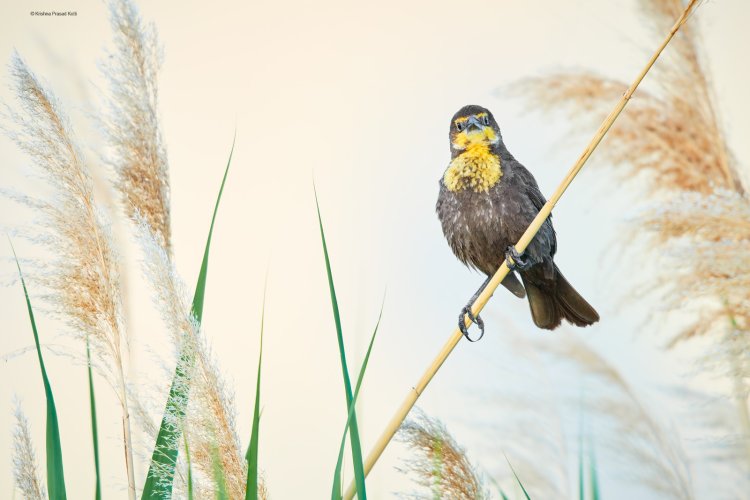 Yellow Headed Blackbirds in Utah