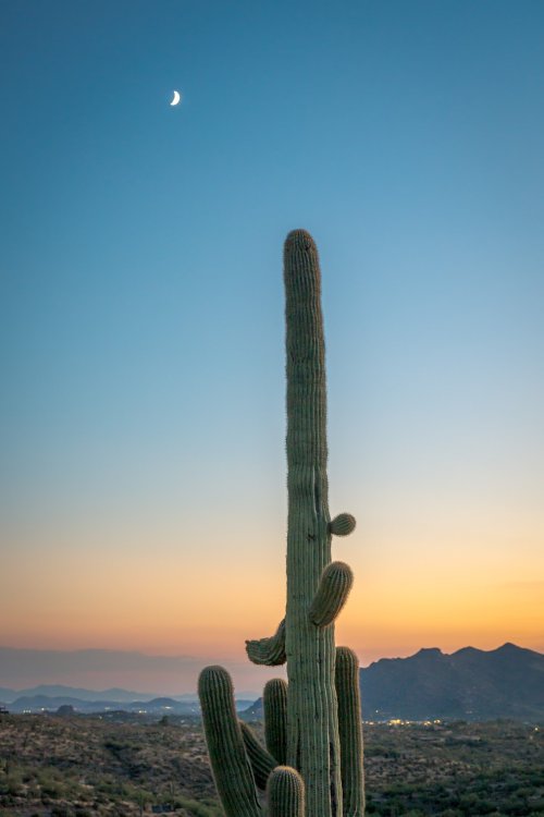 Golden Hour of the Desert