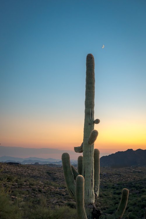 Golden Hour of the Desert