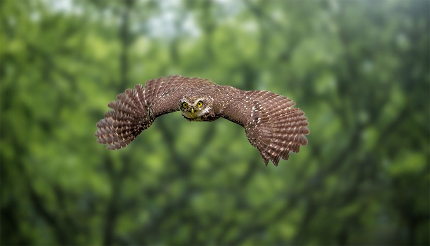 Spotted Owlet in flight