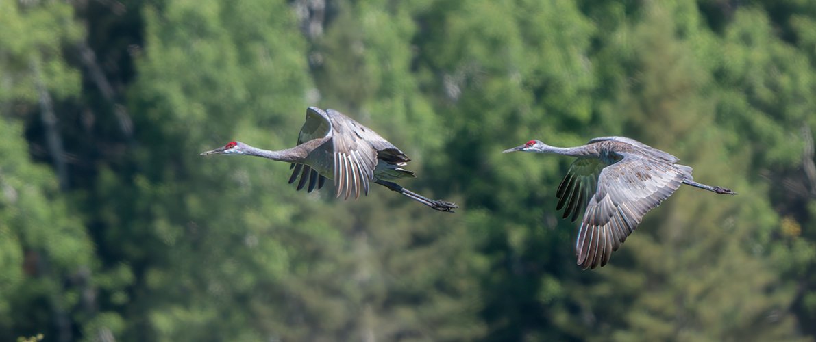 More Sandhill Cranes in Flight: Thunder Bay Ontario