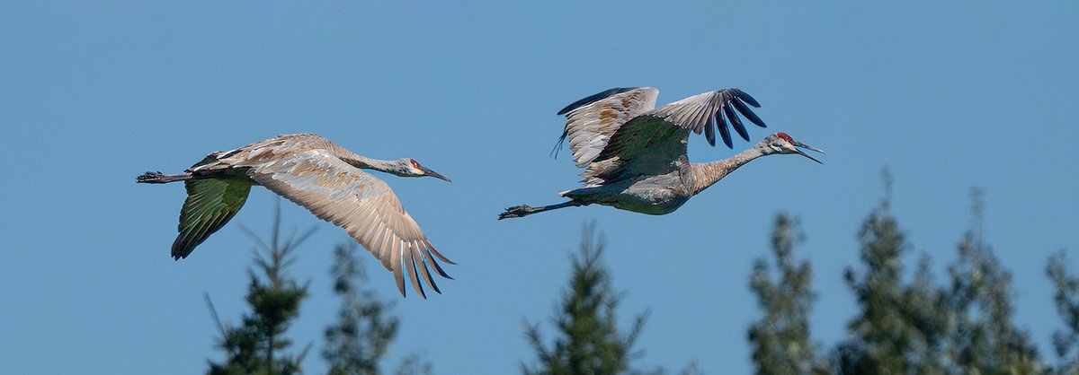 More Sandhill Cranes in Flight: Thunder Bay Ontario