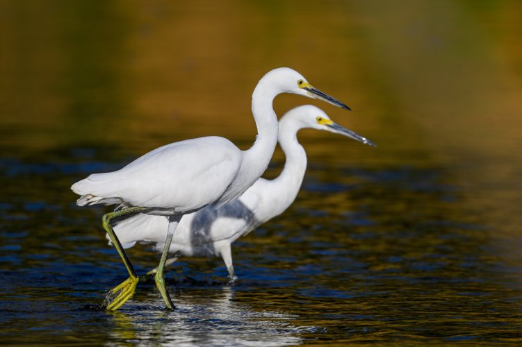 Snowy Egrets