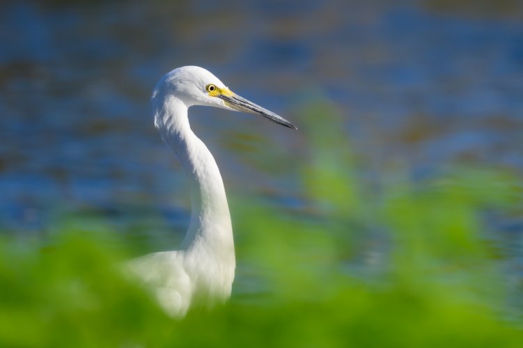 Snowy Egrets