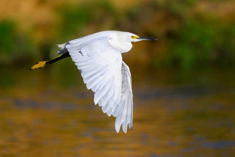 Snowy Egrets