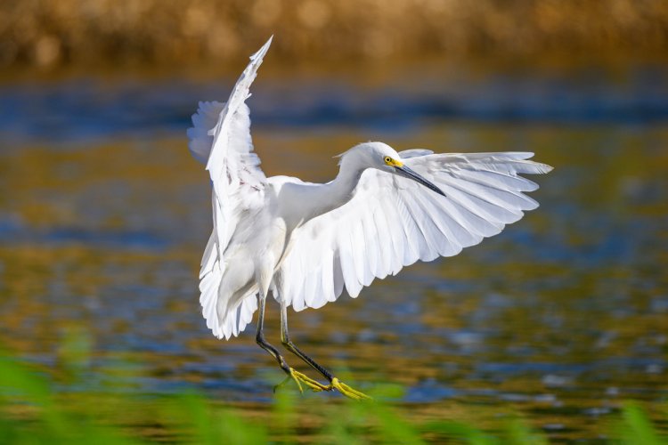 Snowy Egrets