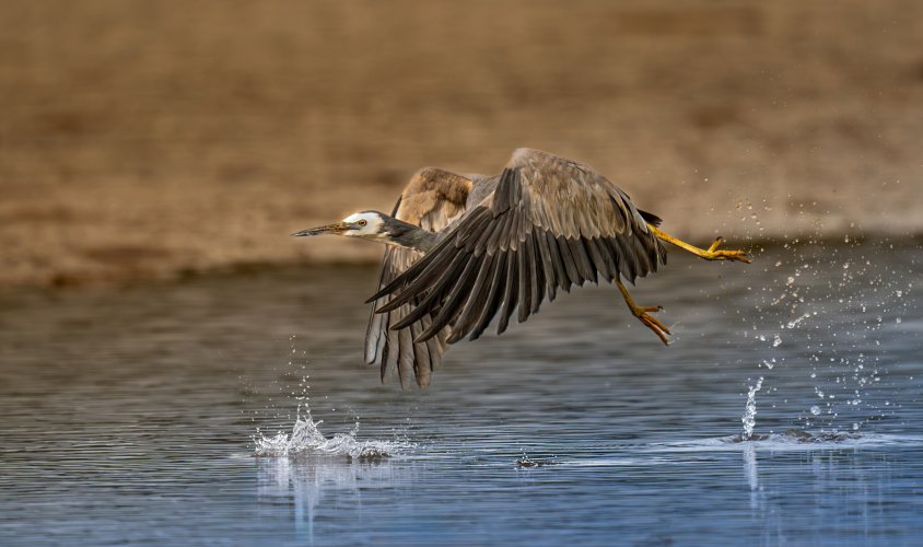 White Faced Heron Take-off.