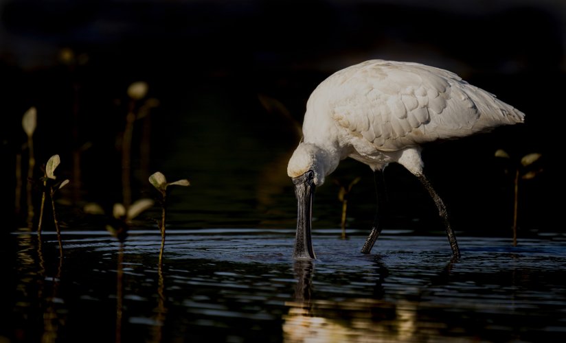 Royal Spoonbill