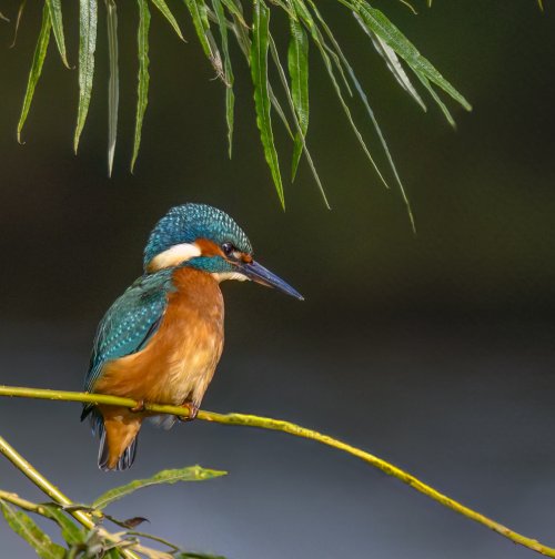 KingFisher