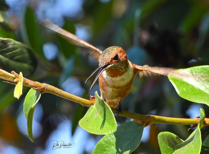 Hummingbird Ready to Defend Pedowitz-3.jpg