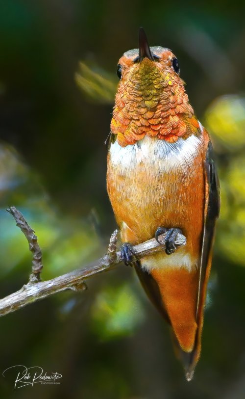 Hummingbird Portrait Pedowitz.jpg