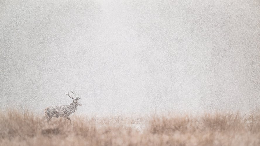 Red deer in March snow