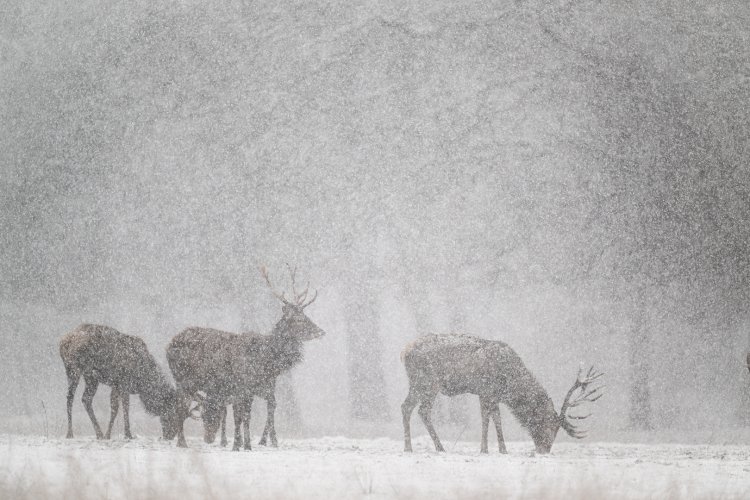 Red deer in March snow