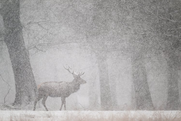 Red deer in March snow