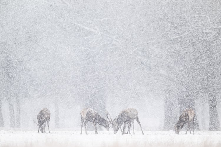 Red deer in March snow