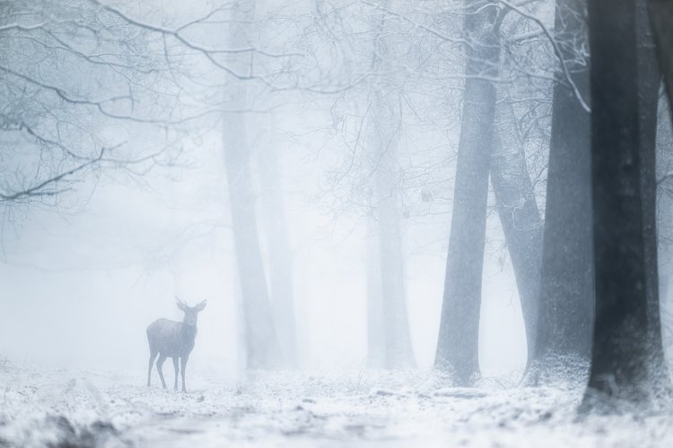 Red deer in March snow