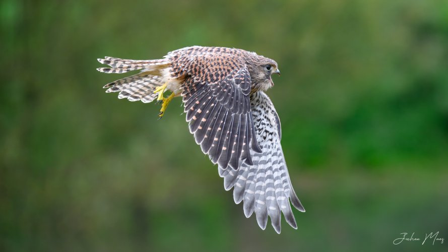 European kestrel flyby