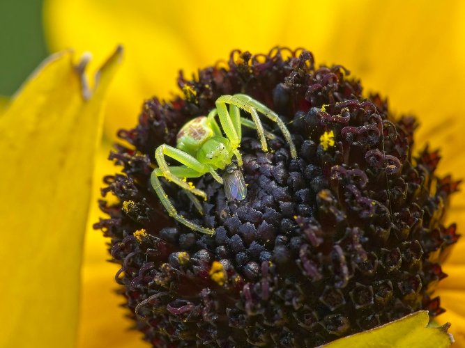 Ebrechtella tricuspidata spider with prey (hoverfly)