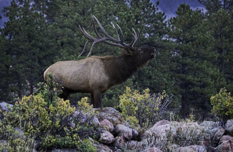 RMNP - Elk Rut