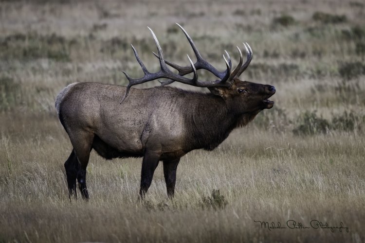 RMNP - Elk Rut