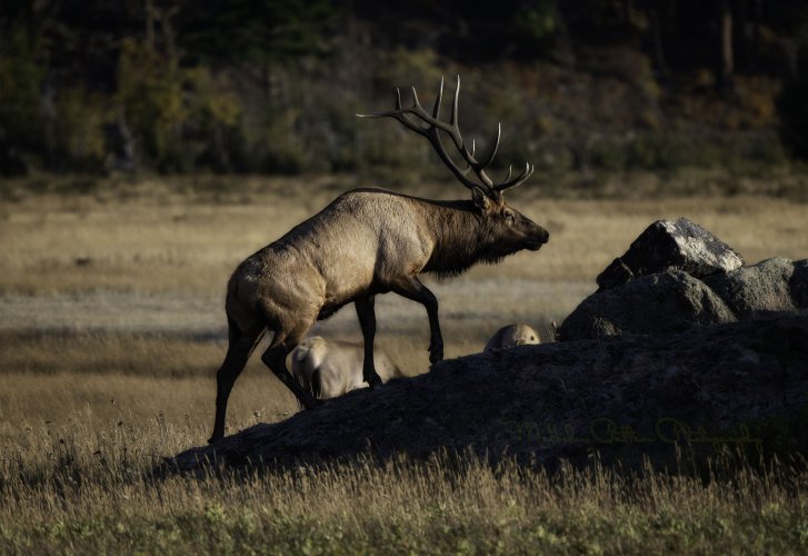 RMNP - Elk Rut