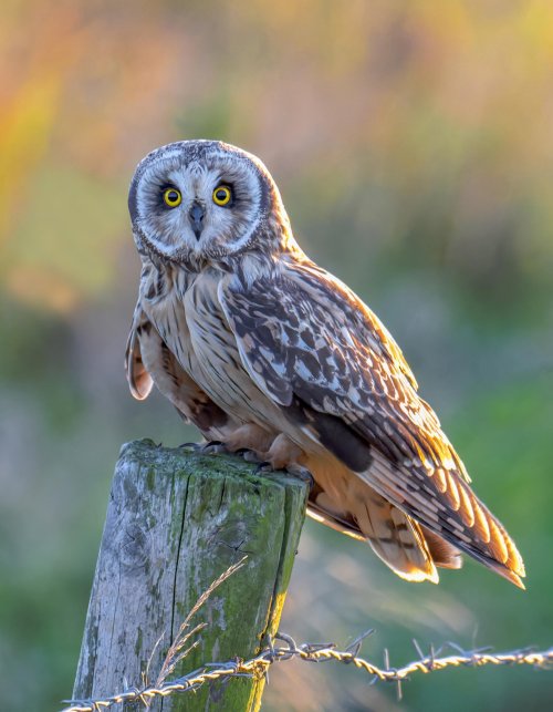 Short-Eared Owl in Golden Hour