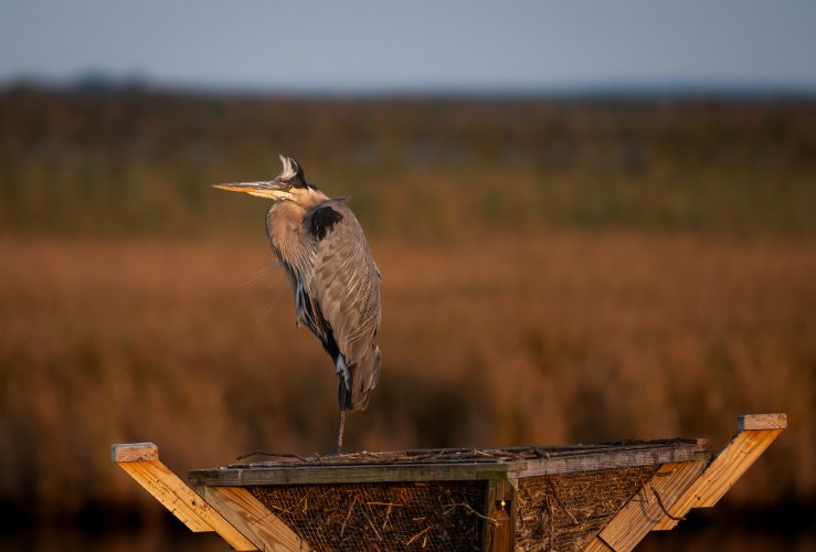 Blue Heron