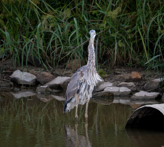 Blue Heron