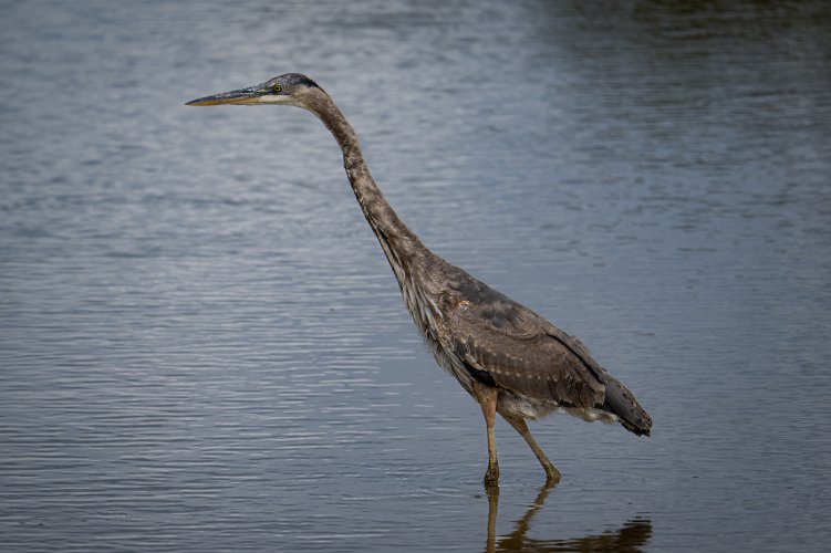 Blue Heron