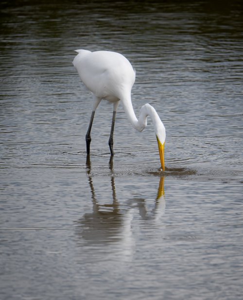 Blue Heron