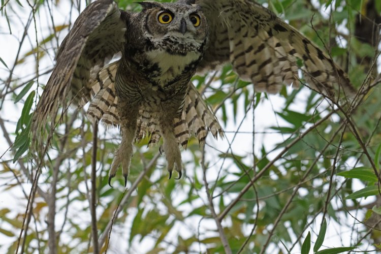 GREAT HORNED OWL SUDDEN LAUNCH _DSC2434.jpg