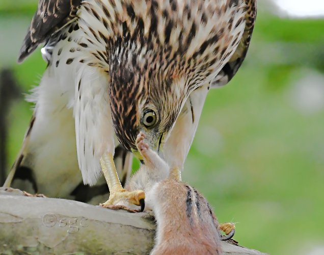 Cooper's Hawk hunt.