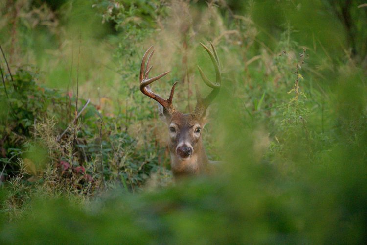 Columbia Whitetail Buck