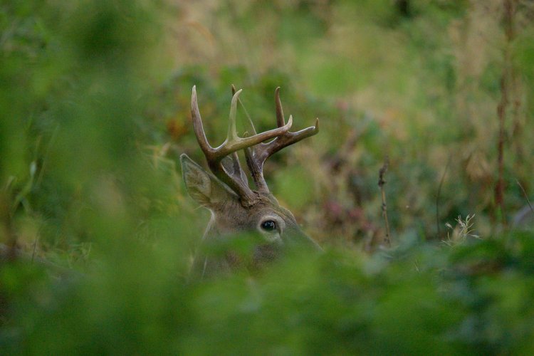 Columbia Whitetail Buck