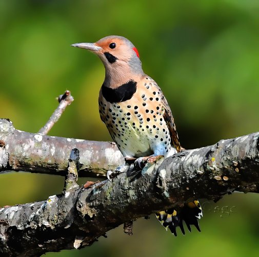 Northern Flicker