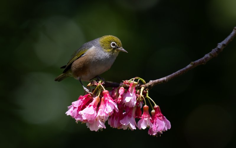 Silvereye in the Cherry Tree !!