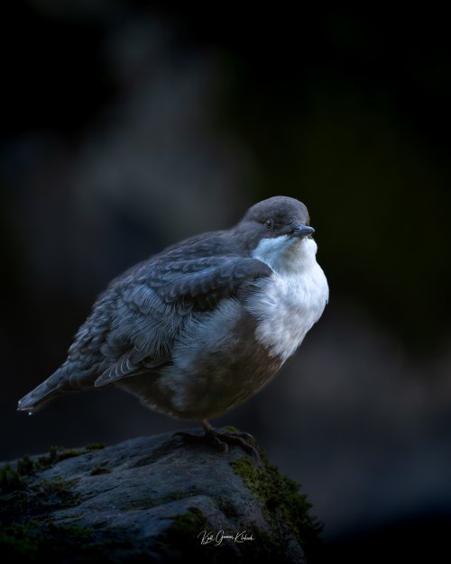 The White-throated dipper