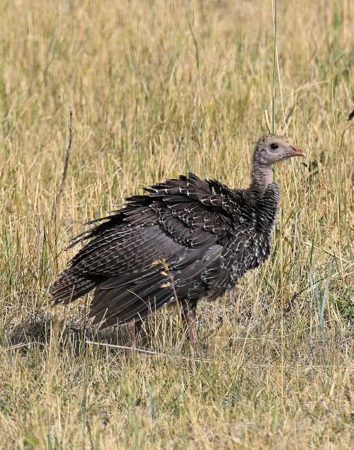 Turkeys on the Stillwater