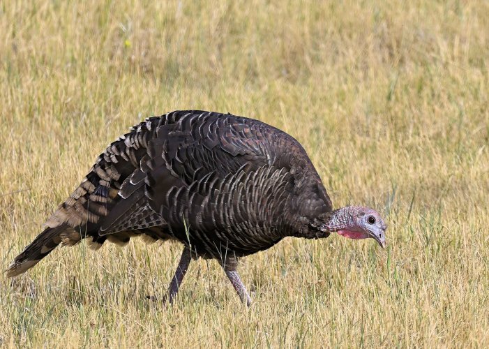 Turkeys on the Stillwater