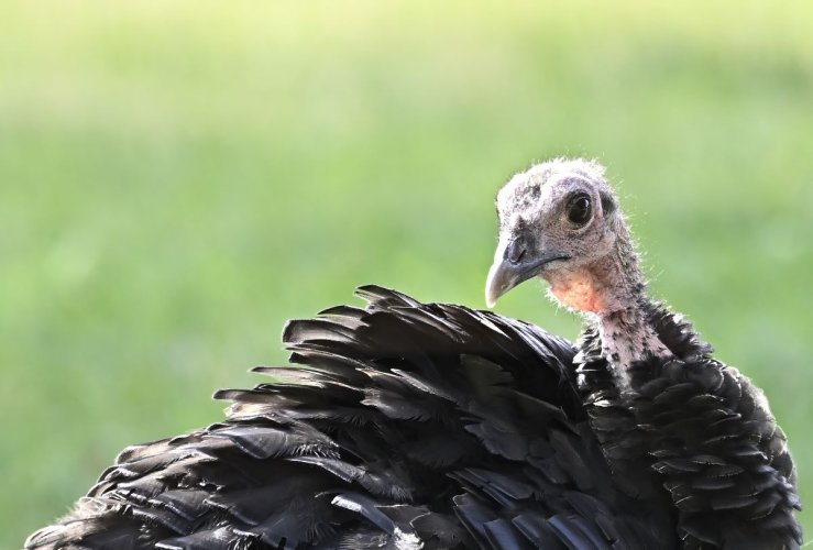 Turkeys on the Stillwater