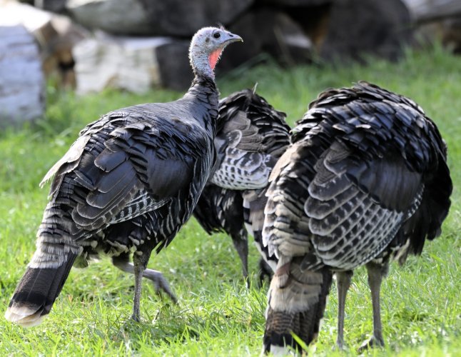 Turkeys on the Stillwater