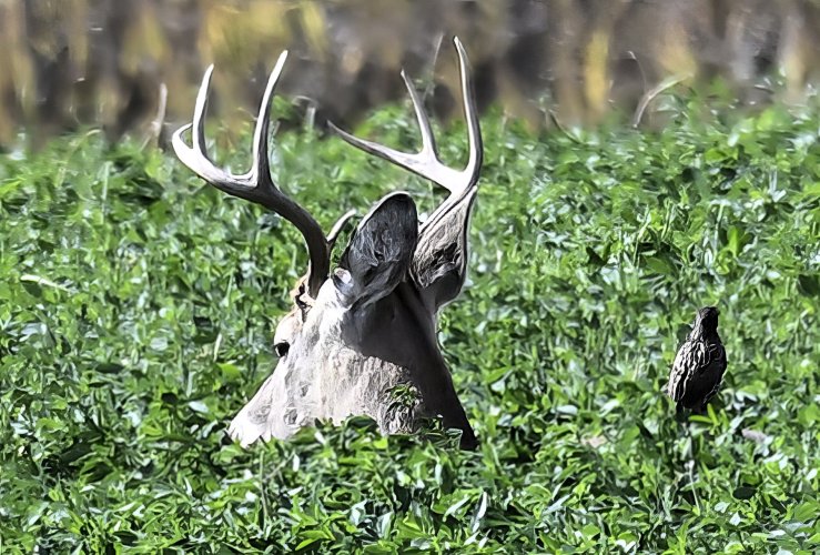 Deer on the Stillwater but no big bucks