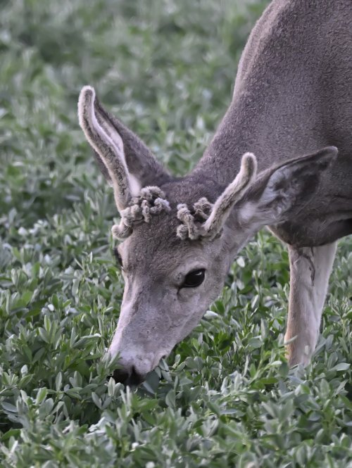 Deer on the Stillwater but no big bucks